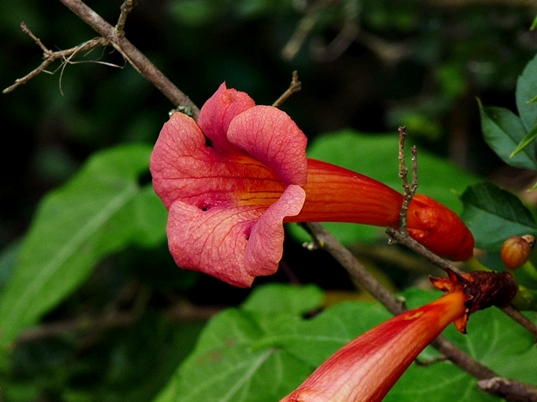 {Campsis radicans}